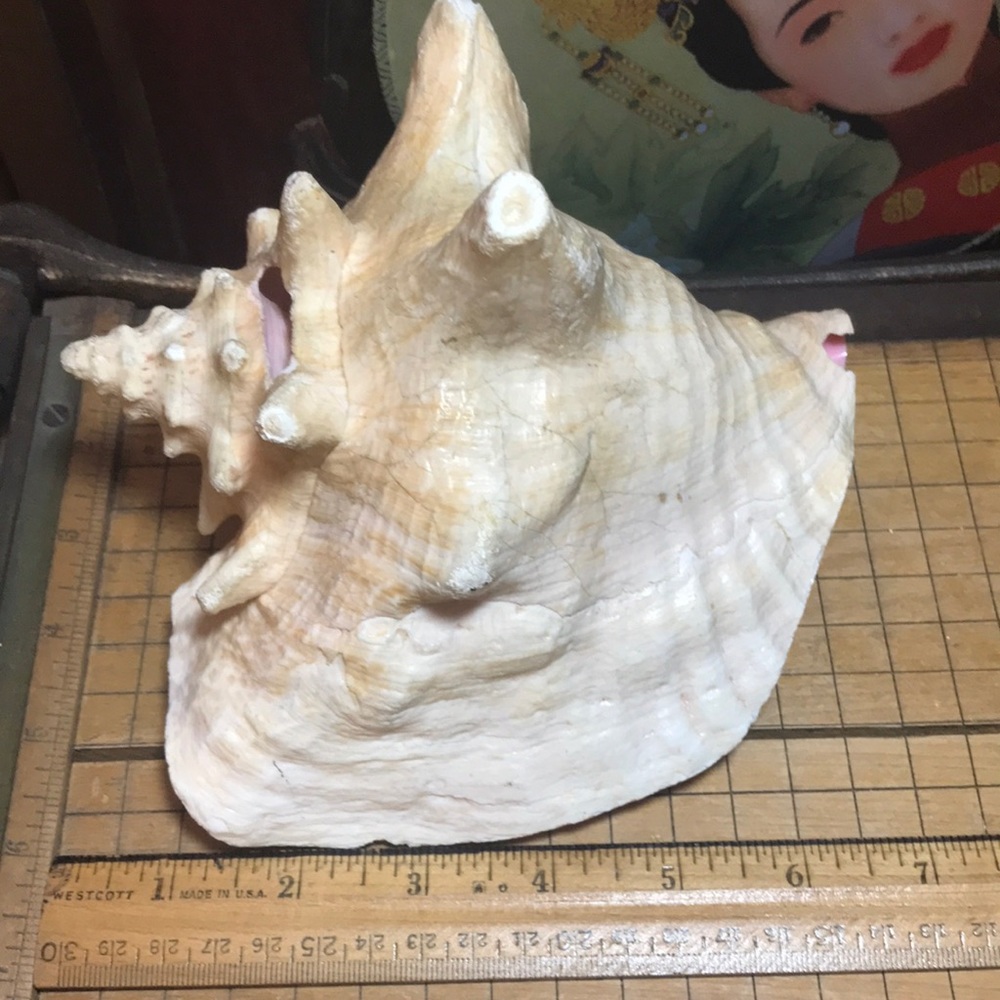Queen Conch Shell 1lb 10.6oz Cream Beige Thick Extra Large 6.5”Lx6”Wx4.5”H